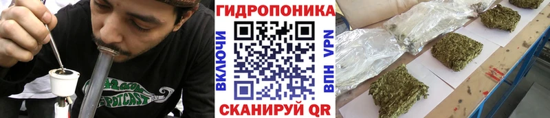 Бошки марихуана OG Kush Кудрово